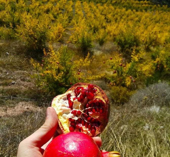 1 5r-arachova