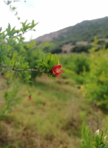 1 5r-arachova