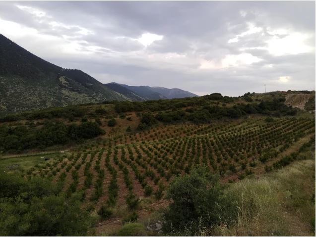 5 5r-arachova